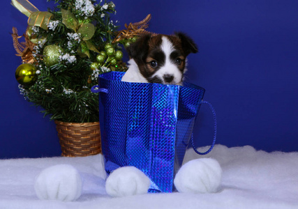 一只白色小狗坐在礼品盒里。 在一个蓝色的袋子里，在圣诞树的背景下。 小狗在演播室摆姿势。 水平图像。