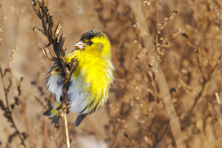 黄色羽毛的西金坐在野草上野生动物过冬的鸟