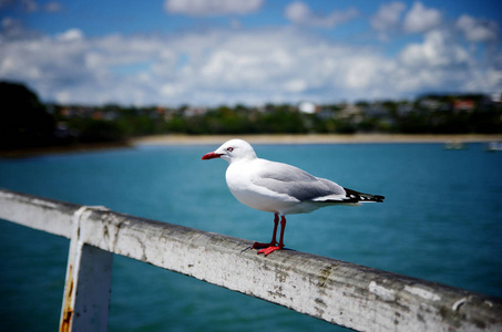 特写海鸥鸟在蓝天和海岸的背景下的肖像。