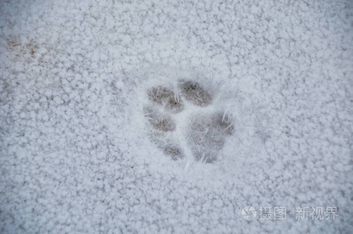冬天白色的新鲜雪上的小动物足迹