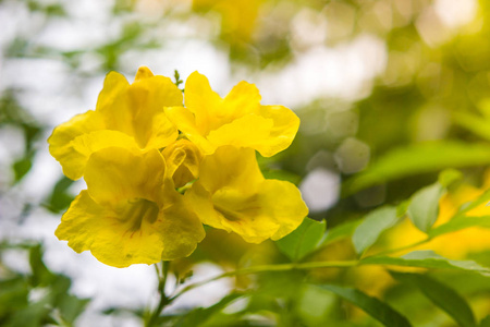 阳光明媚的花园中的黄花