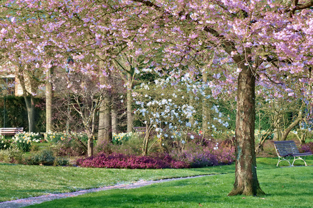 樱桃树在春天在城市公园
