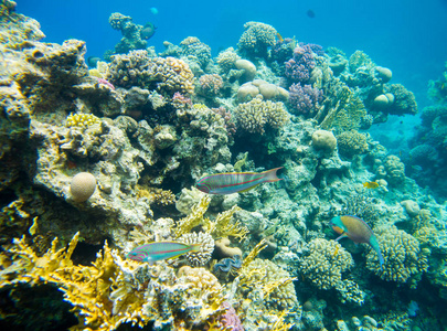 红海珊瑚鱼礁