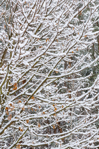 覆盖着雪的树枝图案。 冬季景观作为背景