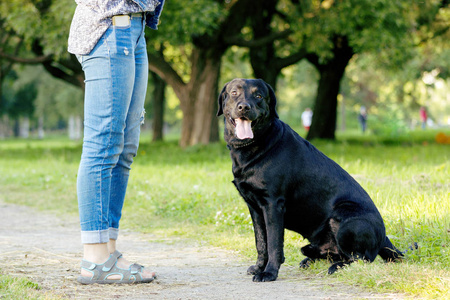 黑色拉布拉多猎犬执行命令坐在路径