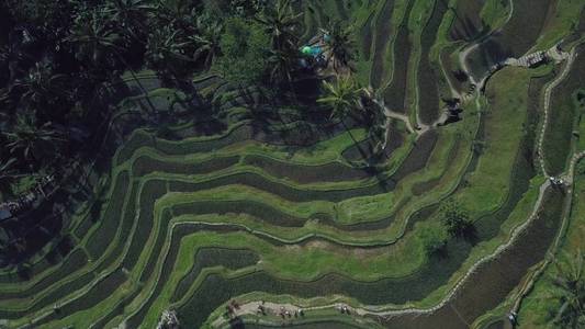 巴厘岛绿色水稻梯田