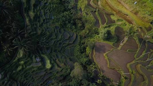 巴厘岛绿色水稻梯田