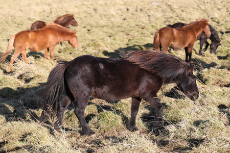 冰岛马在草领域