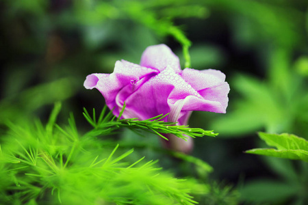明亮的粉红色单花与纯绿色背景图片