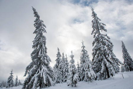 山上白雪覆盖的冬树