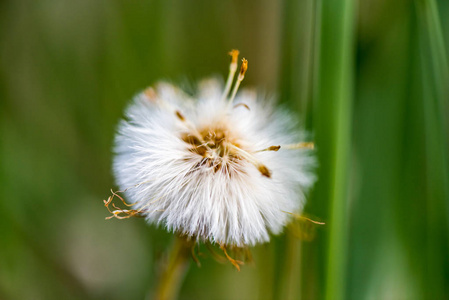 深绿色背景上的 dandelion宏