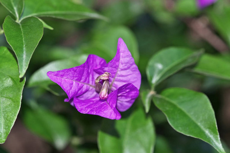 簕杜鹃植物在马里布图片