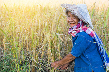 水稻丰收季节的老妇农民选择与软聚焦