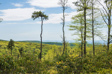 宾夕法尼亚州中部米肖州森林长松水库周围地区的景观