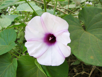 夏威夷玫瑰花热带蜥蜴