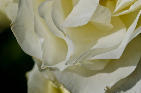 自然文摘迷失在精致白玫瑰的温柔花朵中