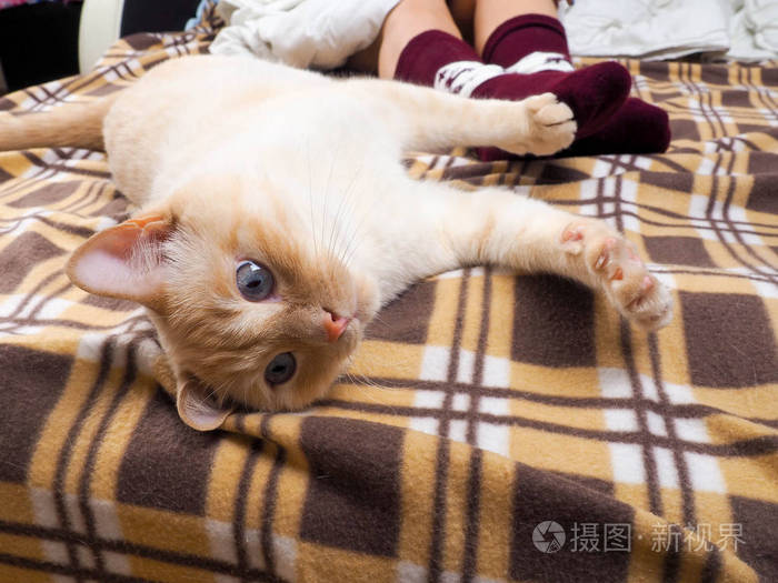 猫躺在沙发上 在客厅里装饰着圣诞节 雌腿在圣诞袜上 旁边的猫蜷缩