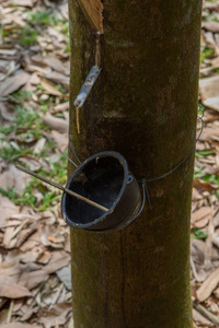 泰国橡胶树种植园