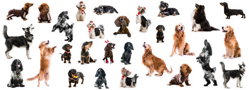 设置不同品种犬的照片