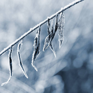 霜和雪在树枝上。美丽的冬季季节背景。冰冻自然照片