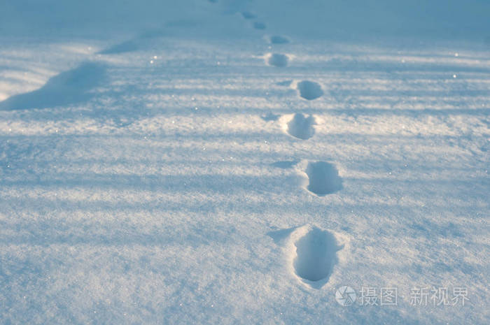在寒冷的早晨在新鲜的雪地上的脚印特写镜头阿尼马