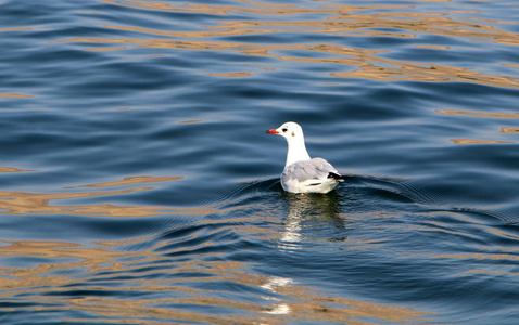 以色列东北部的Kinneret Tiberias湖淡水湖