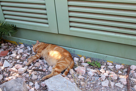 希腊街头猫图片