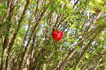 以色列树上的红石榴