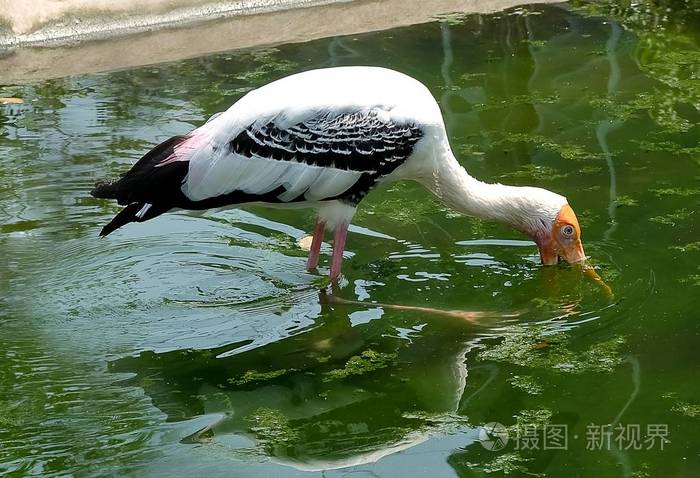 画在浅水鱼鹳搜索
