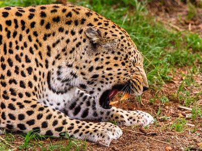 纳米比亚非洲南库塞野生动物保护区美丽豹的肖像