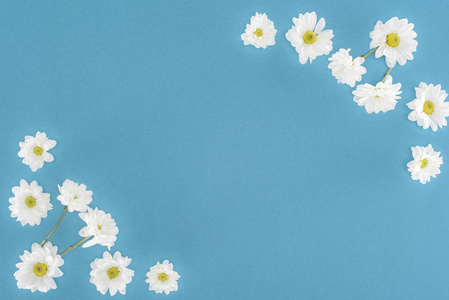 白色菊花孤立在蓝色上