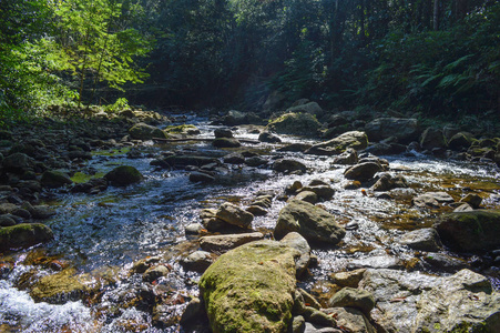 河在一半森林图片