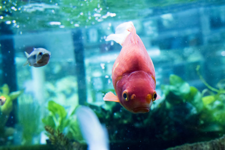 盘鱼外来鱼类水族馆动物