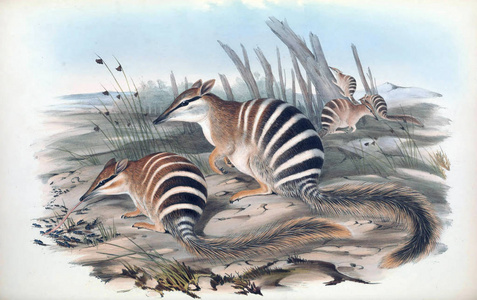 一个麻木的例子。 澳大利亚的哺乳动物。 伦敦1863