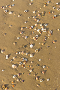 背景海沙与贝壳近距离拍摄