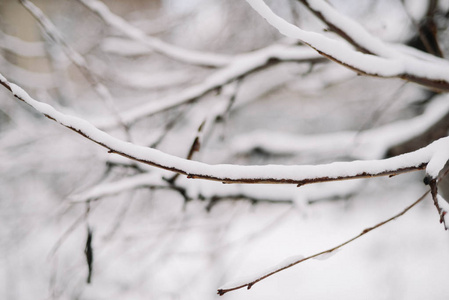 第一场雪卡在树枝上。霜冻和寒冷的日子