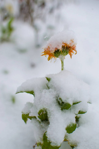 白色蓬松的雪覆盖植物在新鲜的空气中的冬天