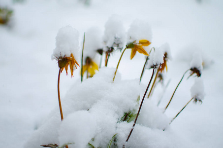 白色蓬松的雪覆盖植物在新鲜的空气中的冬天