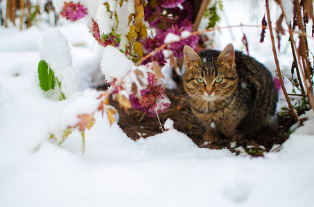 一只小猫在清新的空气和雪中漫步