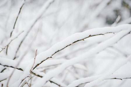 第一场雪卡在树枝上。霜冻和寒冷的日子