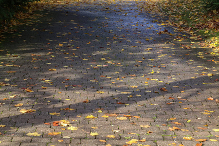 秋天的叶子躺在沥青上