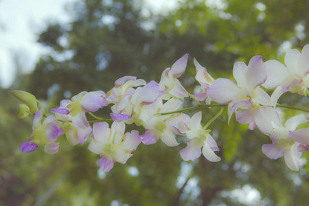 热带兰花紫色和白色