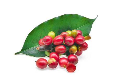 红色咖啡豆与咖啡叶子隔绝在白色背景