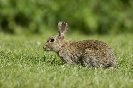 兔子奥列克塔格斯被起诉到英格兰西部