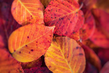 秋叶背景选择焦点。红色橙色和叶利琴