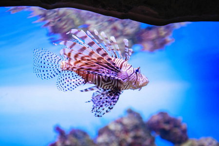 翼龙。 红狮子鱼水族馆鱼。 美丽而危险的狮子鱼