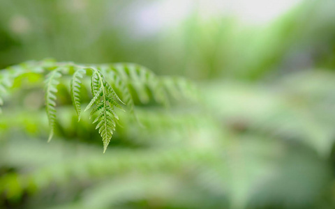 特写镜头的蕨类植物叶子