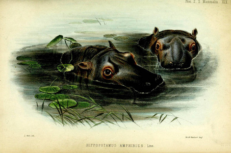 河马的插图。 伦敦动物学会议事录1850年