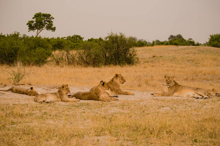 南非津巴布韦大草原的狮子群