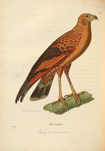 oiseaux 1850